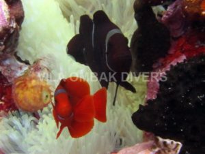 小丑鱼 - Premnas biaculeatus, 介绍潜水、吉利群岛