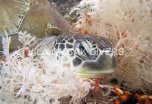 绿海龟睡在Aglaophenia Pluma