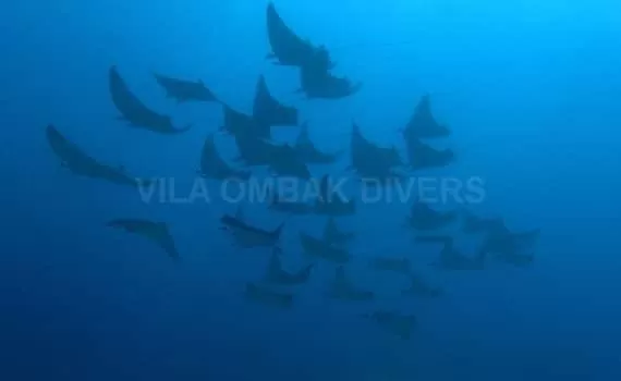 36 mobulas in Gili Trawangan